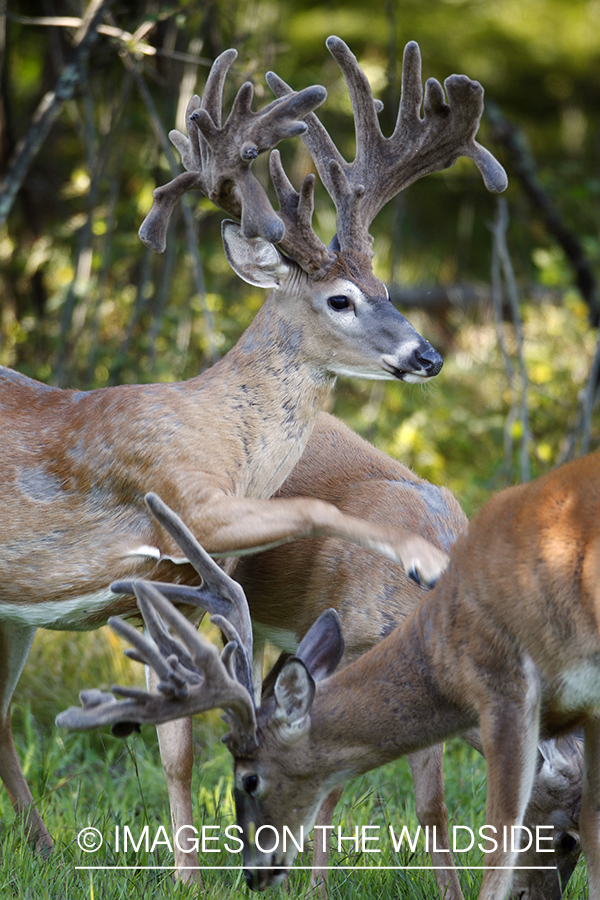 White-tailed bucks in velvet.