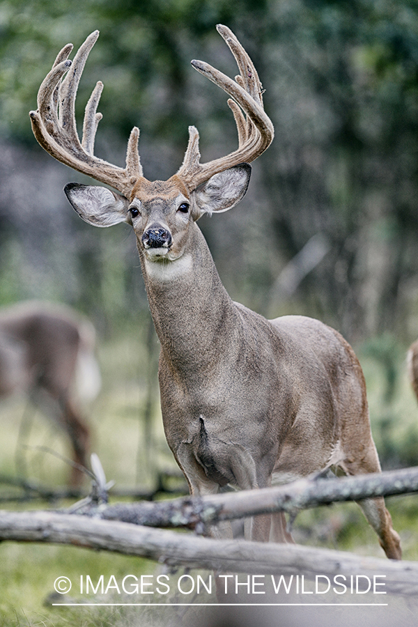 White-tailed buck in habitat.