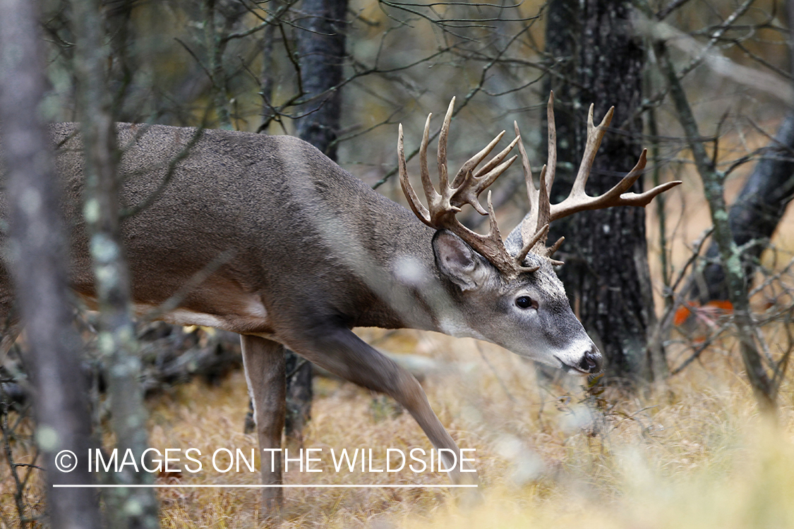 White-tailed buck in habitat.