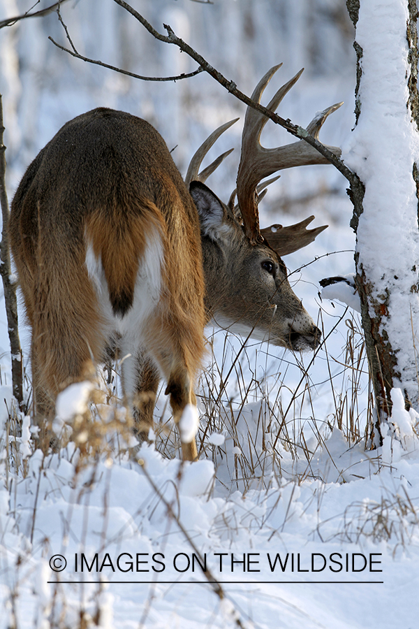 White-tailed buck in winter habitat.