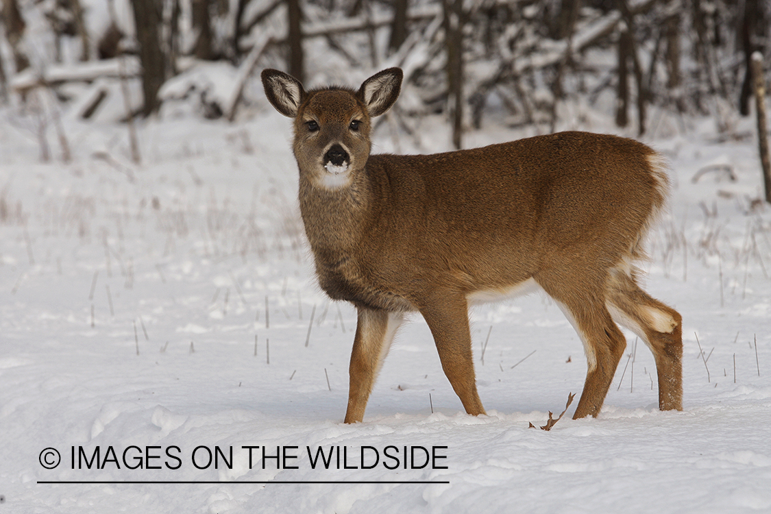 White-tailed fawn in habitat.