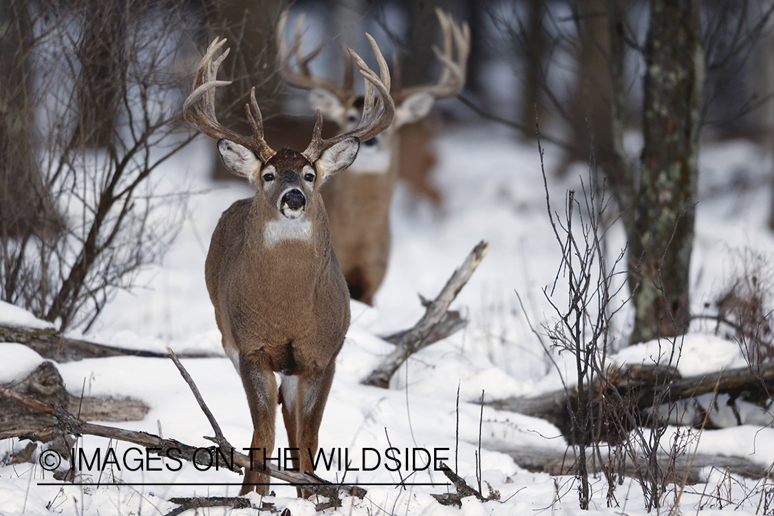 White-tailed bucks in habitat.