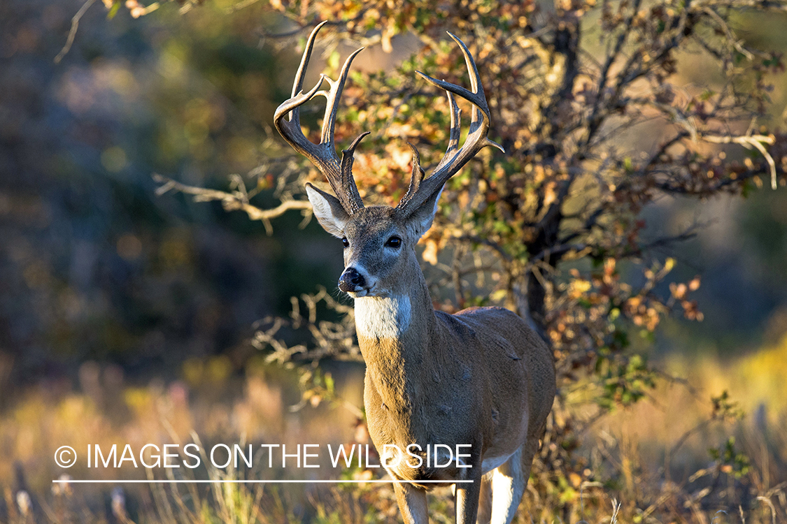 White-tailed buck in habitat. 