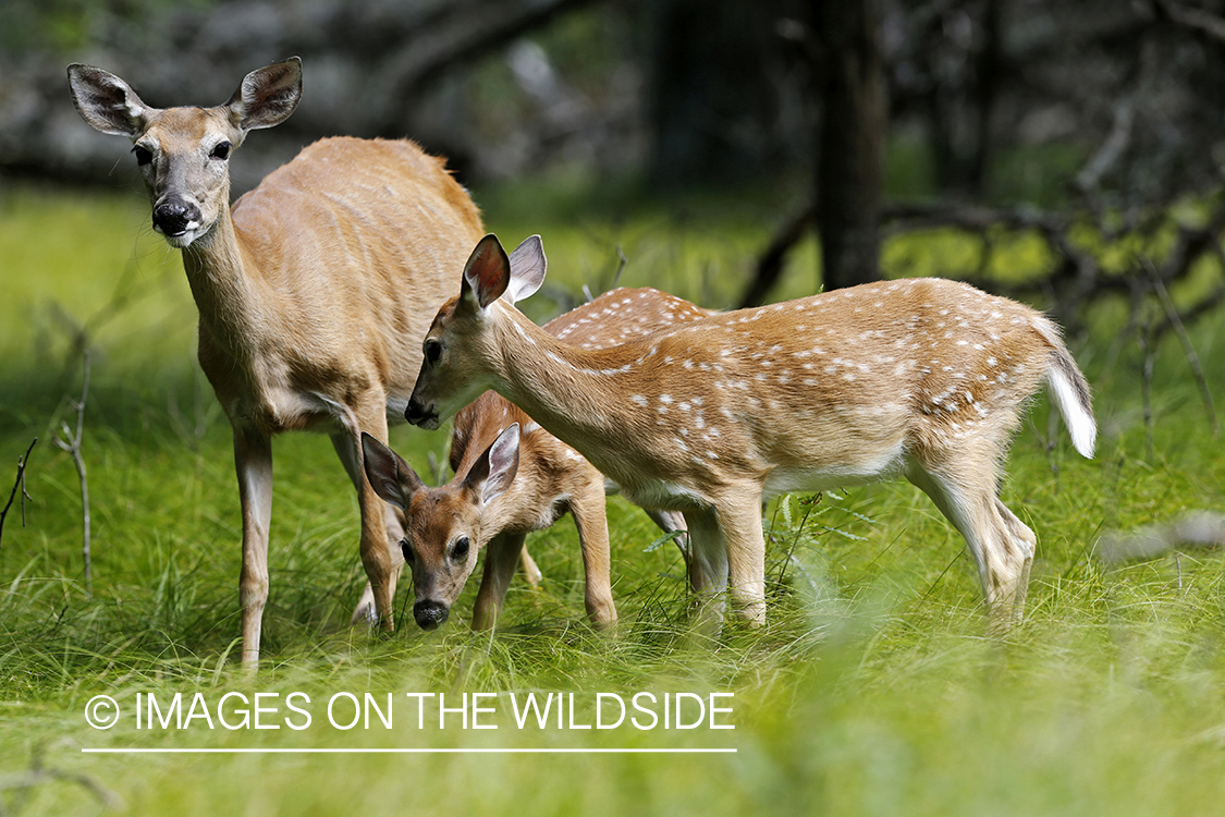 White-tailed fawns with doe in habitat.