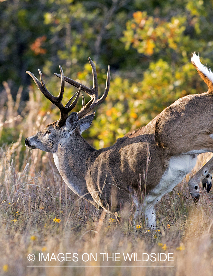 White-tailed buck fleeing in habitat.