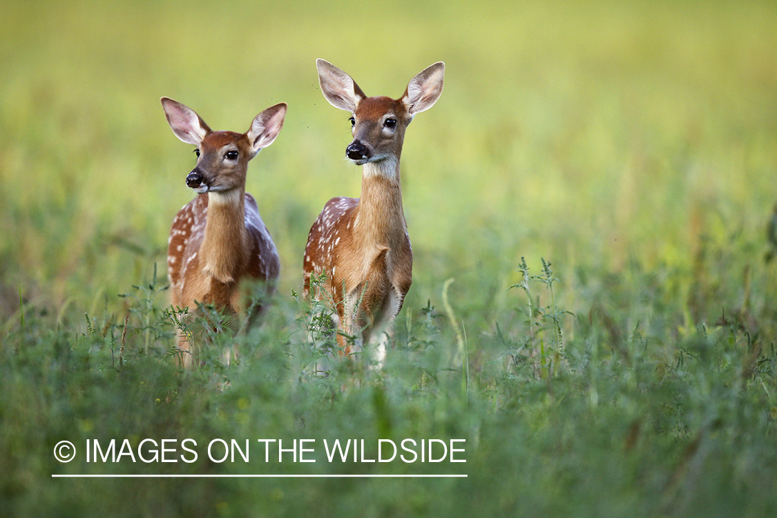 White-tailed fawns in velvet.