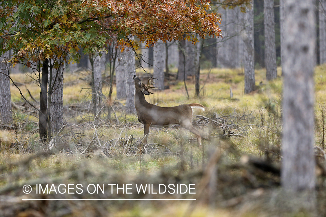 White-tailed buck scent marking.