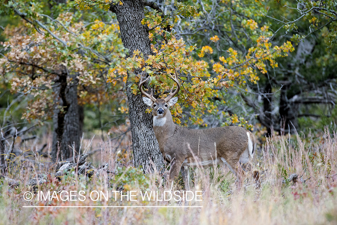 White-tailed buck in habitat.