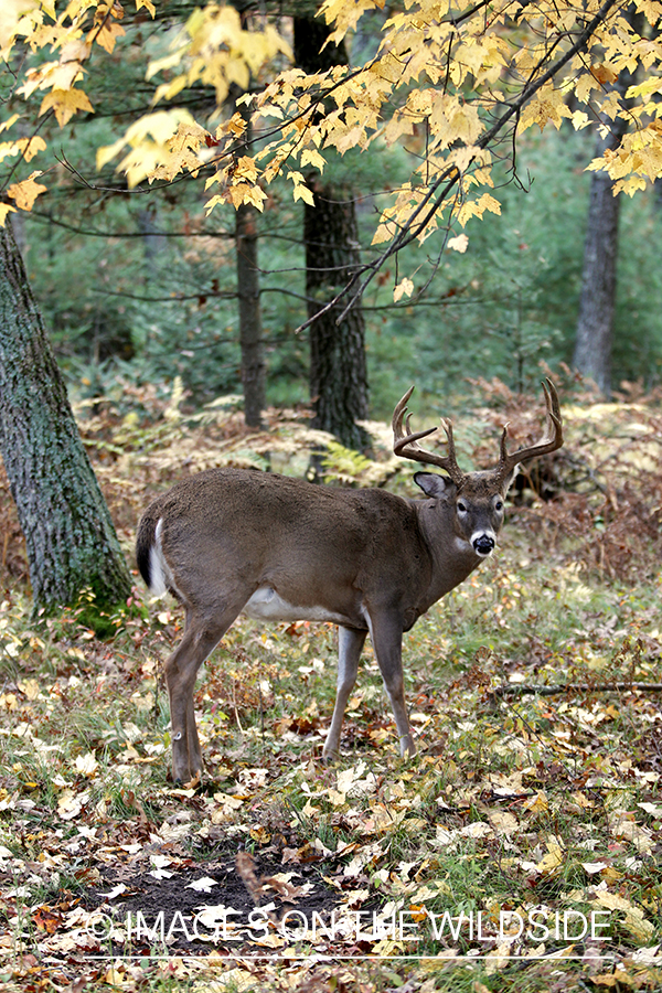 White-tailed buck at scrape.