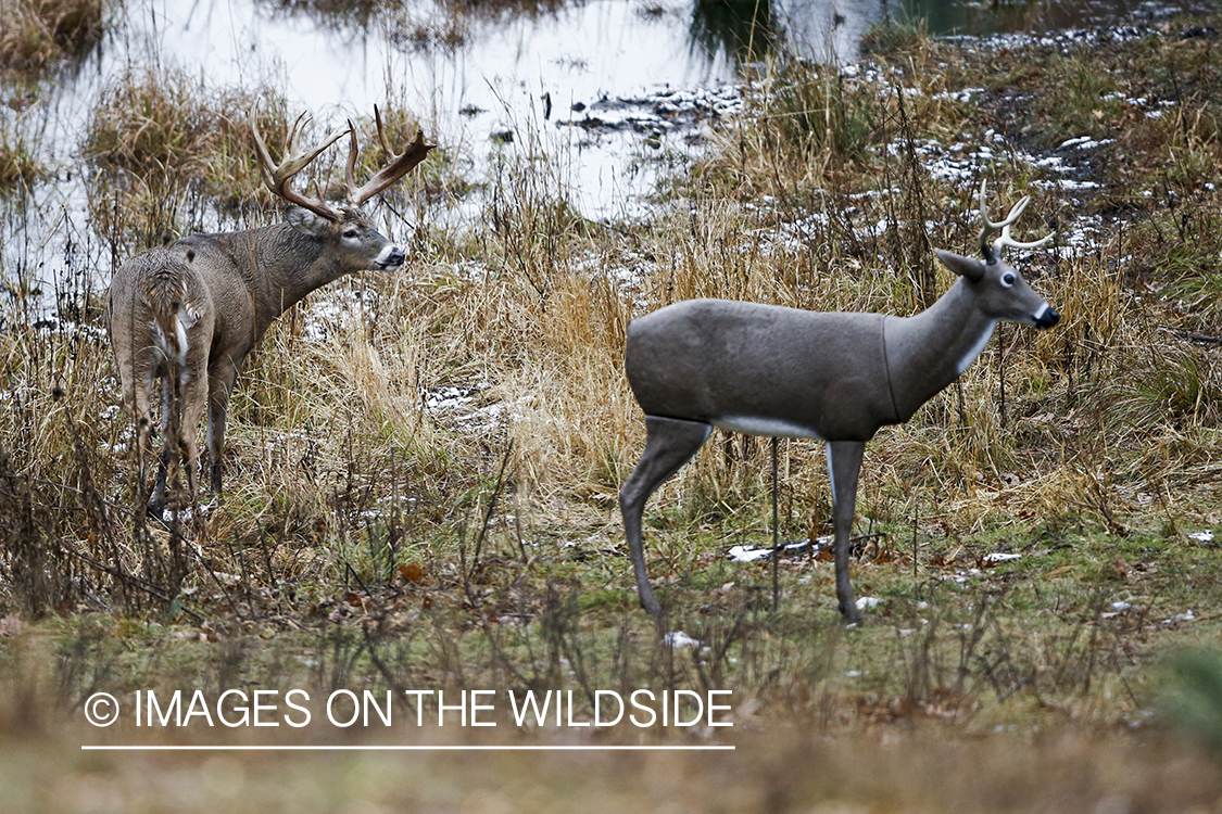 White-tailed buck approaching decoy. 