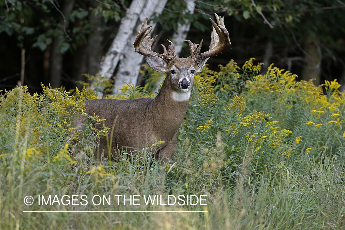 White-tailed Buck in Velvet.