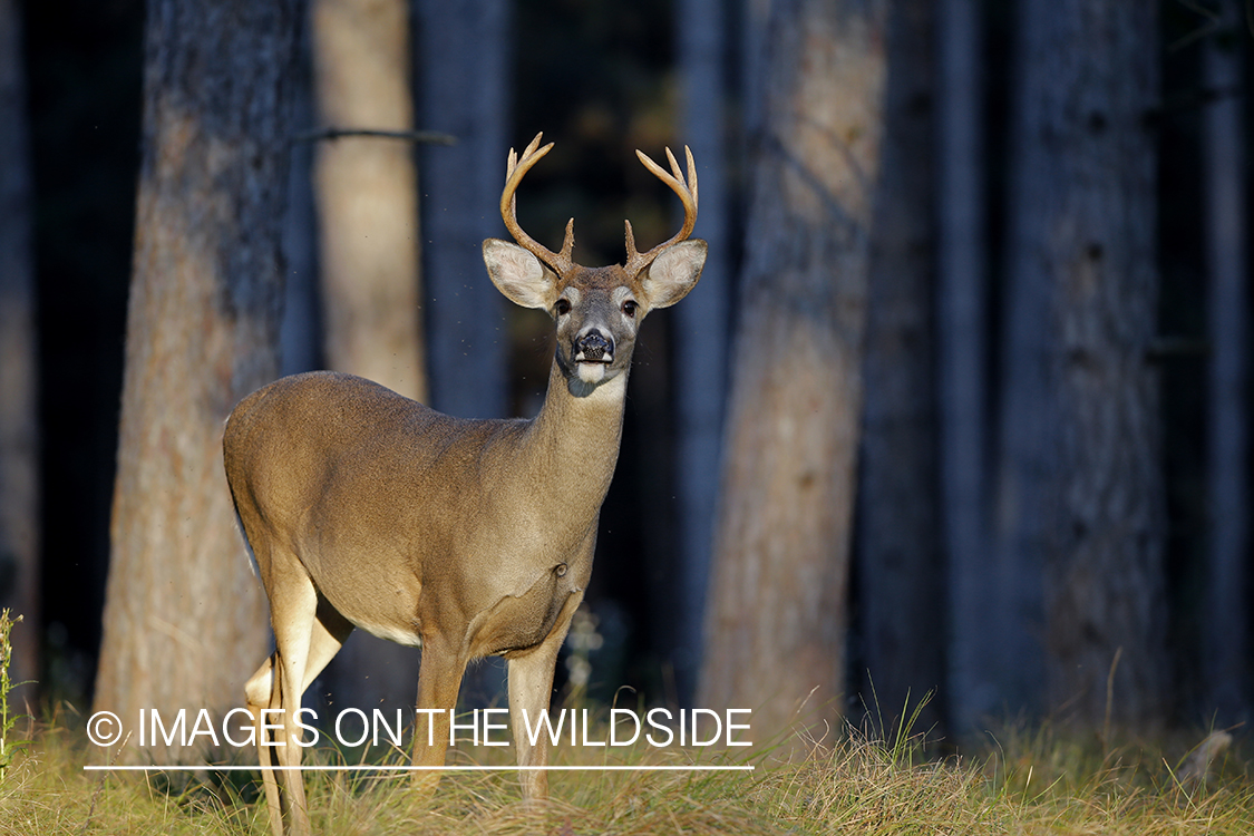 Small white-tailed buck in habitat.