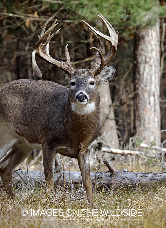 White-tailed buck in woods.