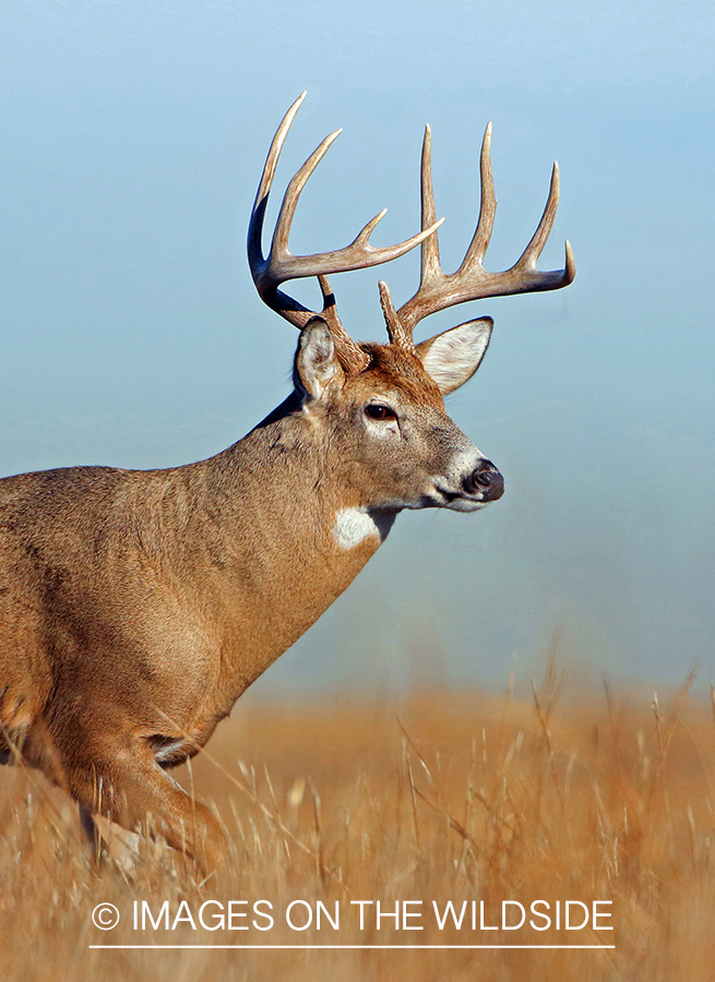 White-tailed buck in fall field.