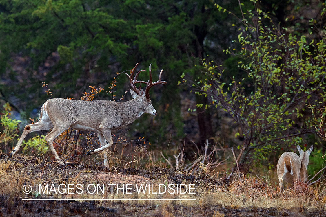 White-tailed buck pursuing doe.