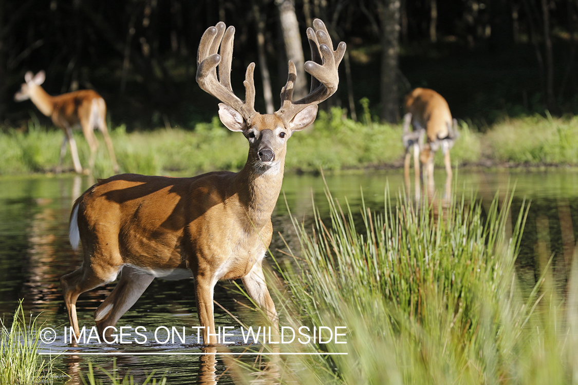 White-tailed buck in velvet next to water.