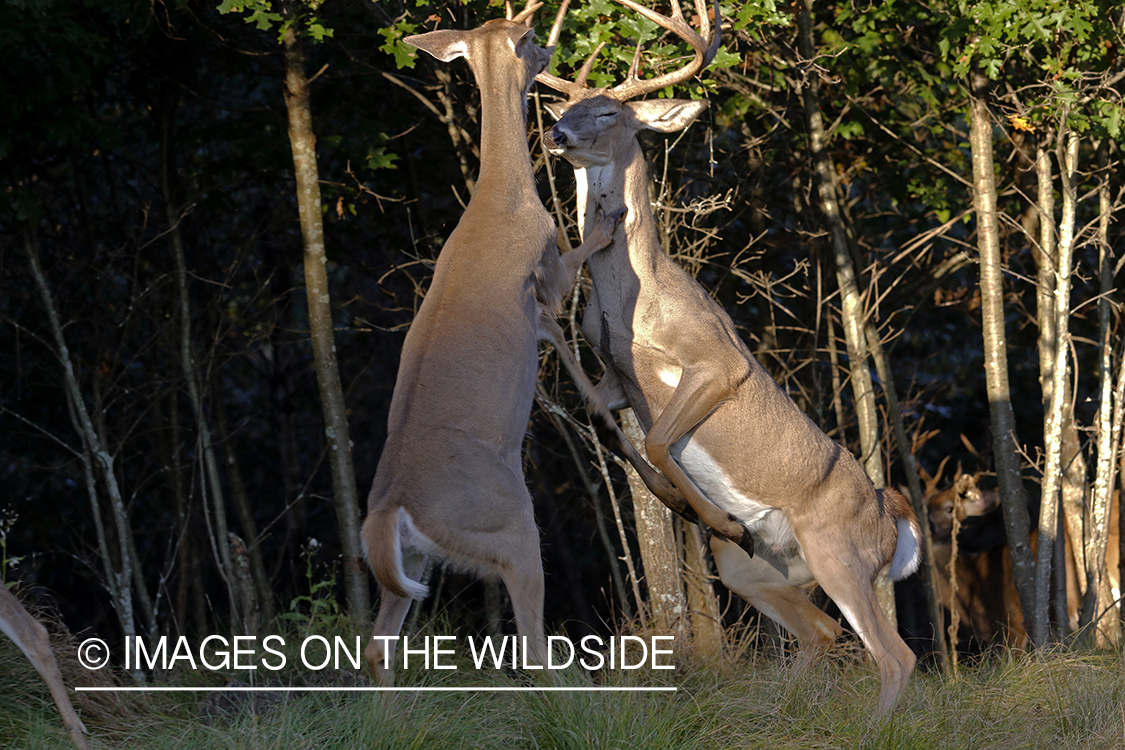 White-tailed deer fighting in field.