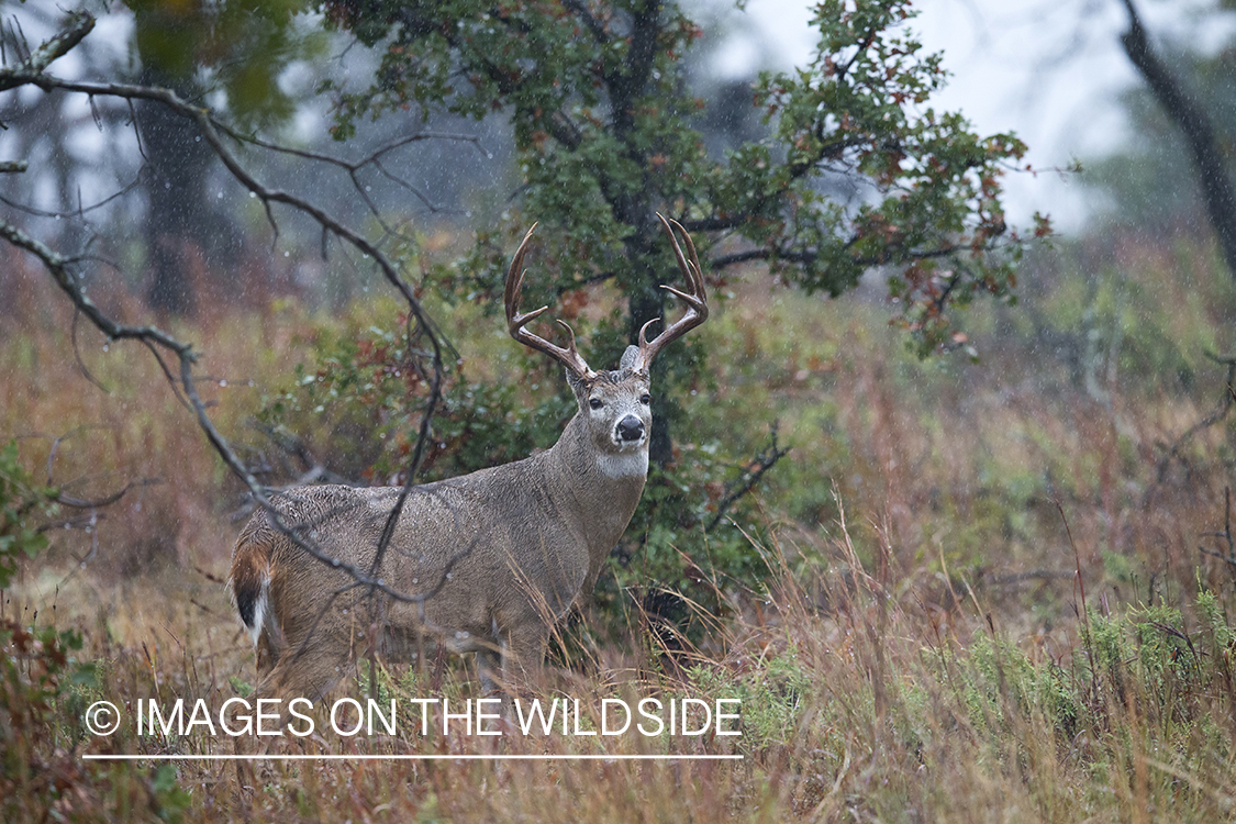 White-tailed buck in field.