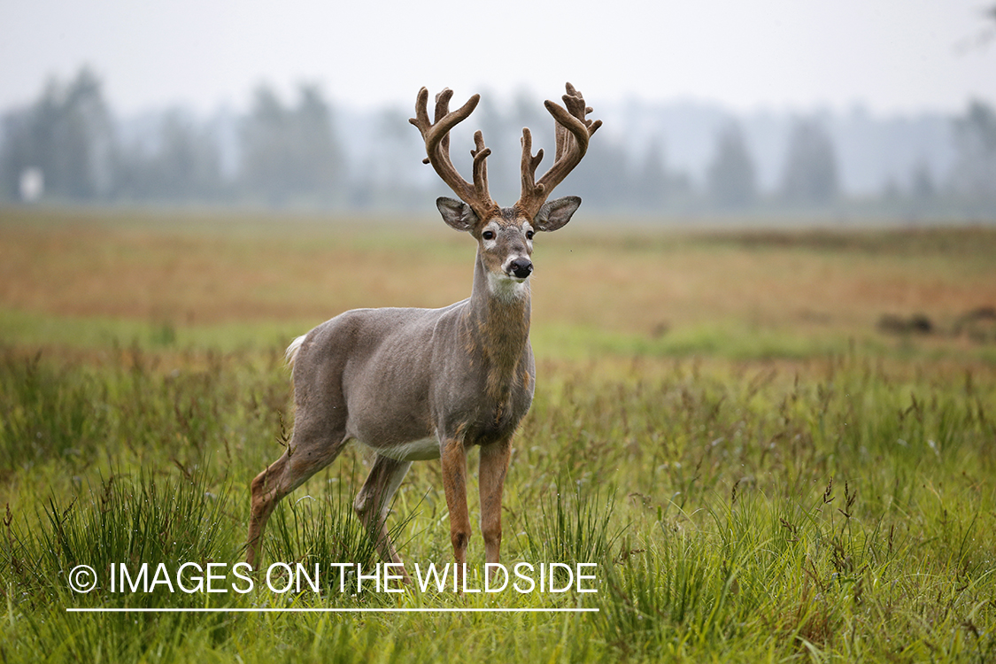 White-tailed buck in field.