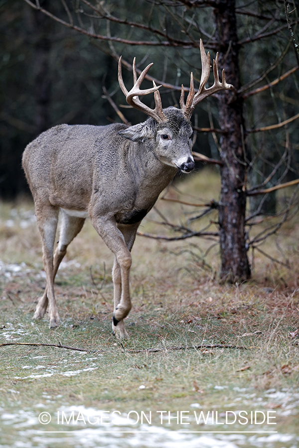 White-tailed buck in field.