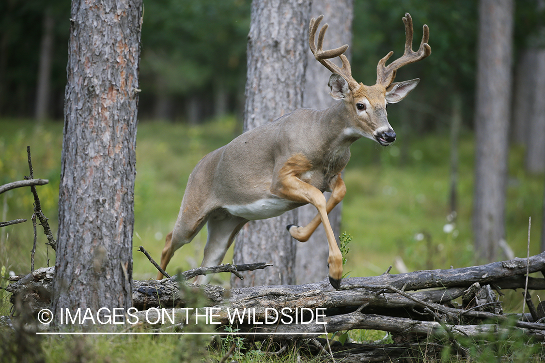 White-tailed buck in Velvet.