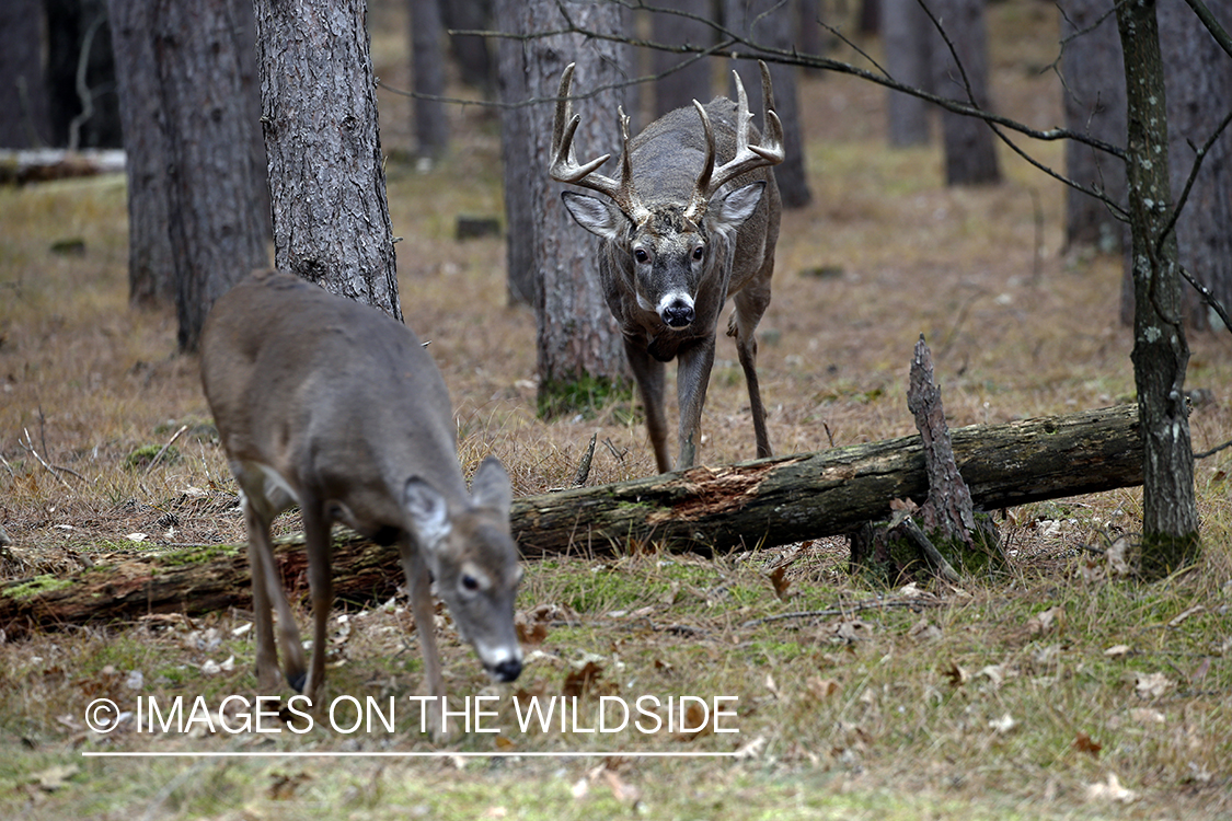 White-tailed buck in the rut chasing doe.