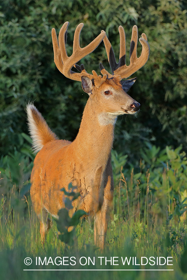 White-tailed buck in Velvet.