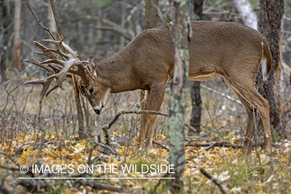 White-tailed buck making scrape.