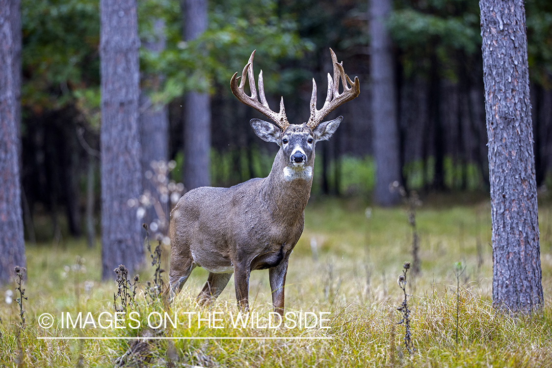 White-tailed buck in field.