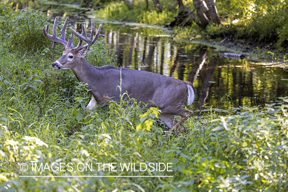 White-tailed buck in habitat.