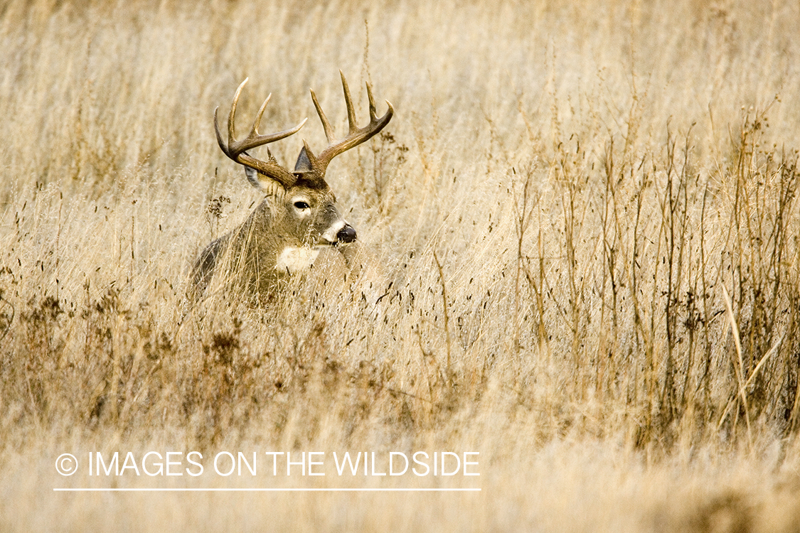 White-tailed deer in habitat