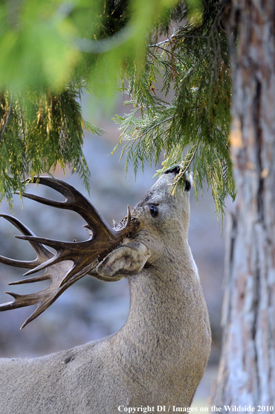 Black-tailed buck.