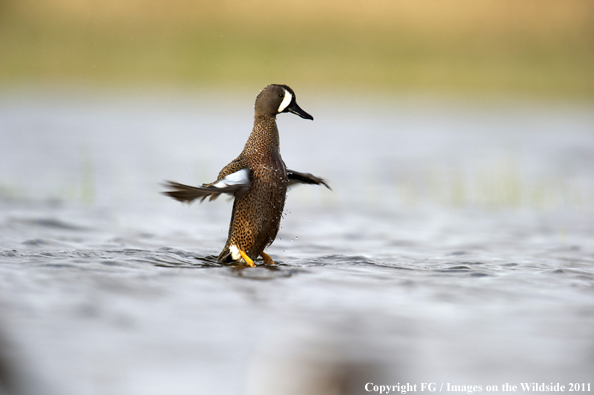 Blue-winged Teal landing. 