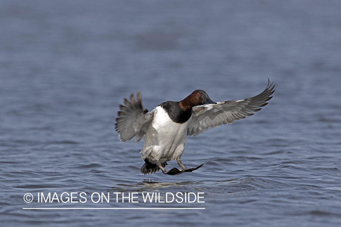 Canvasback in flight.