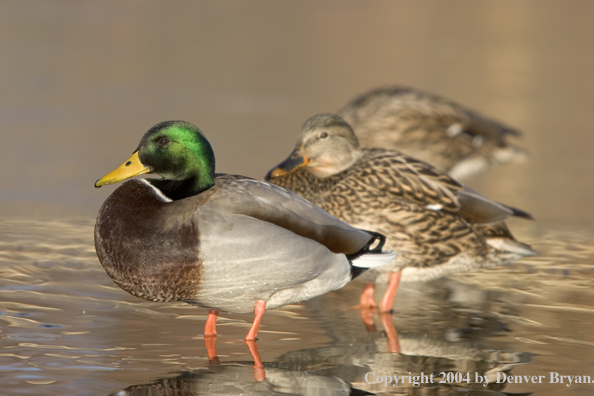 Mallards standing in pond.