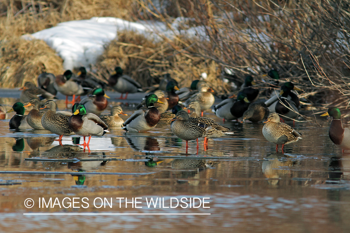 Flock of Mallards in winter habitat.