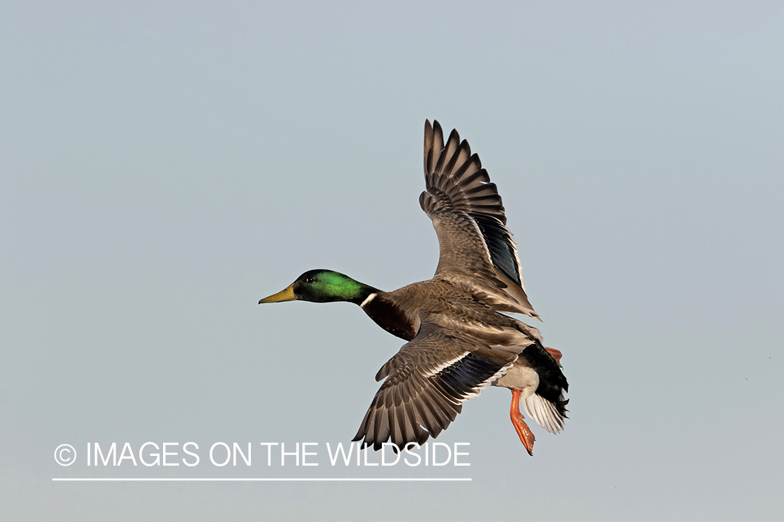 Mallard drake in flight.