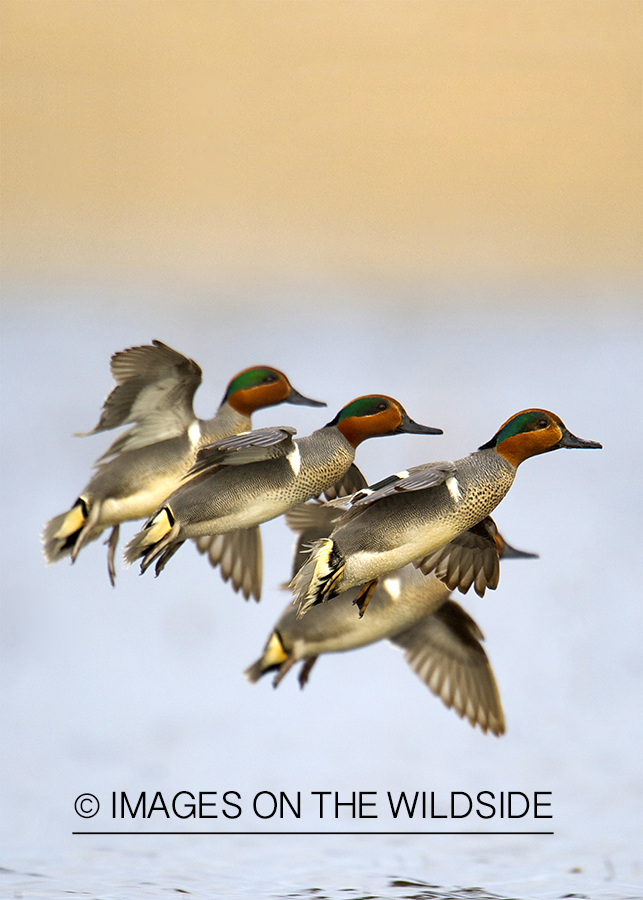 Green-winged Teal flock in flight. 