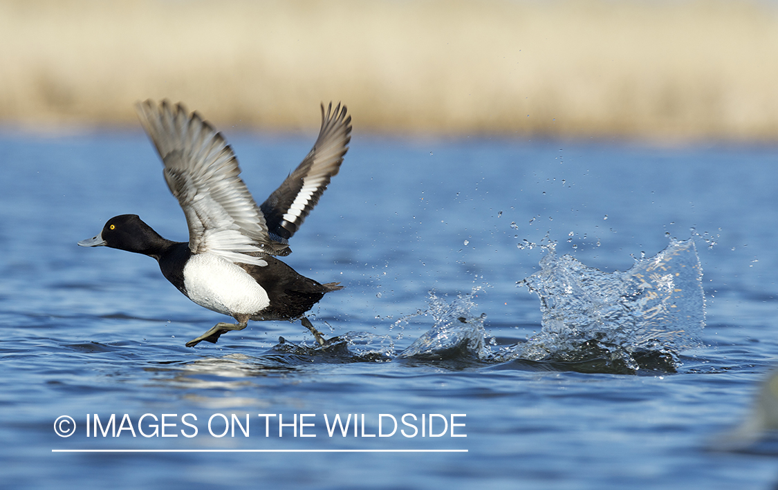 Lesser Scaup duck taking flight.