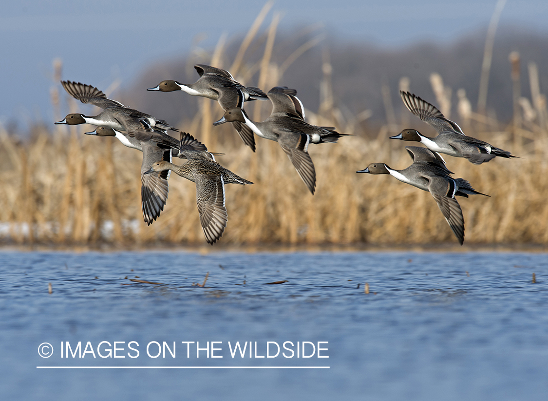 Pintails in flight.