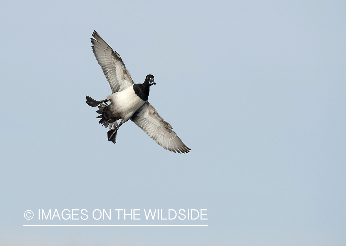 Ring-necked duck in flight.