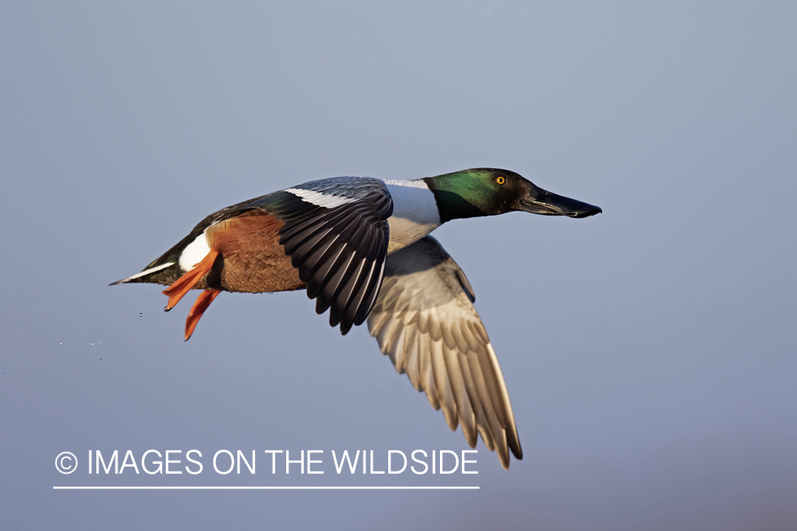 Shoveler duck in flight.