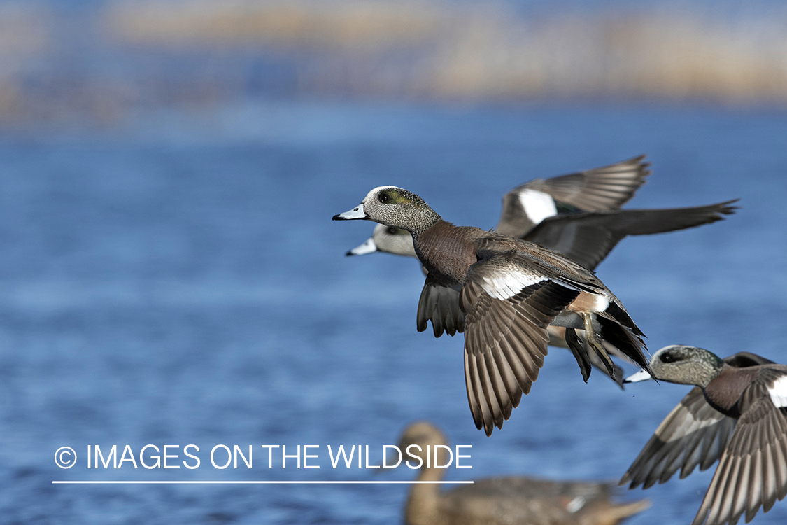 Wigeon in flight.