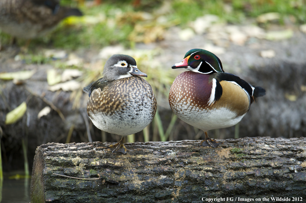 Wood Duck pair on log