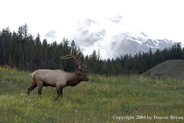 Rocky Mountain bull elk in habitat.