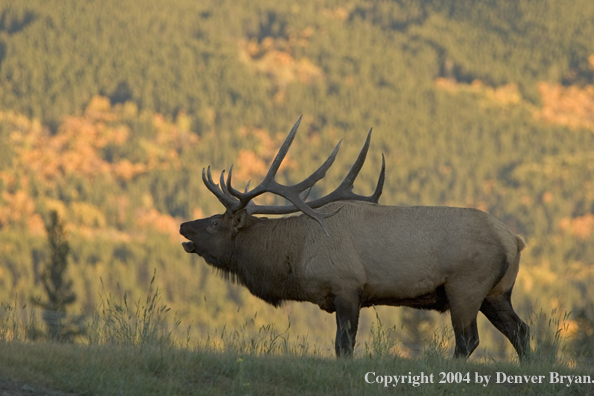 Rocky Mountain bull elk bugling.