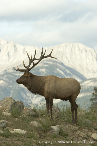 Rocky Mountain bull elk in habitat.