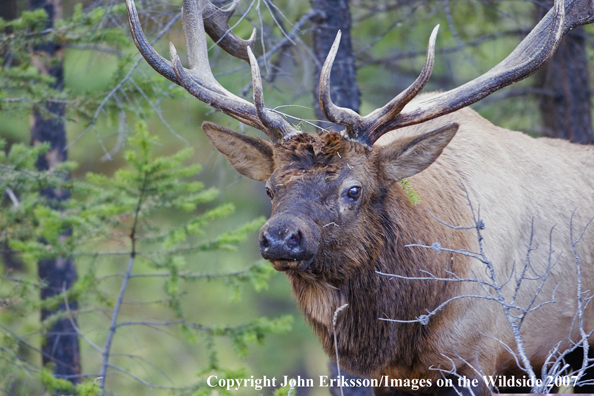 Elk in habitat