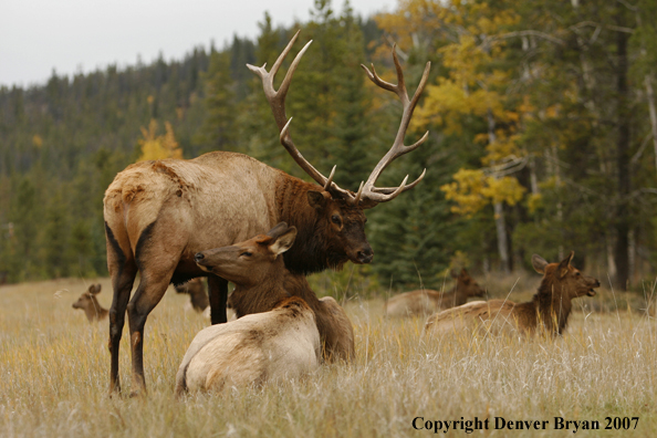 Rocky Mountain Elk herd