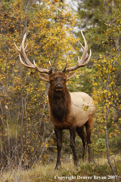 Rocky Mountain Elk 